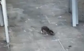 Una rata avistada en la plaza de la Fuente