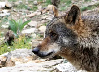 Centro del Lobo Ibérico de Castilla y León, Félix Rodrí­guez de la Fuente, en Robledo de Sanabria (Zamora) | Eduardo Margareto