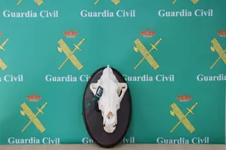 Investigados cuatro cazadores por el abatimiento varios lobos ibéricos en Lois (León)