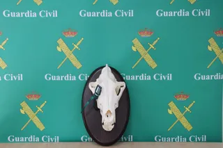 Investigados cuatro cazadores por el abatimiento varios lobos ibéricos en Lois (León)