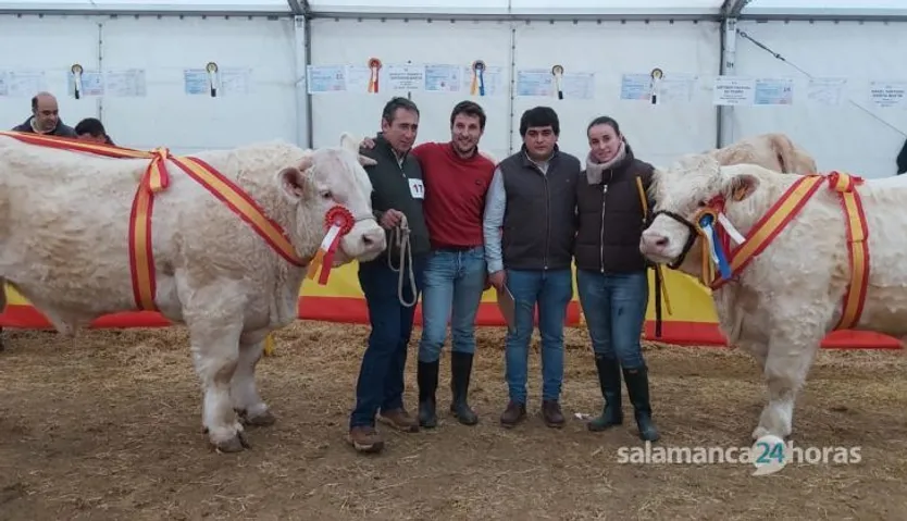 GALERÍA | Concursos y subastas de raza limusina, charolesa y avileña-negra ibérica en la Feria de San Andrés de Ciudad Rodrigo 2023