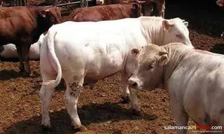 Una mesa de bovino a la baja, única animadora de una Lonja insulsa