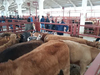 Mercado Ganado V 25 3 19