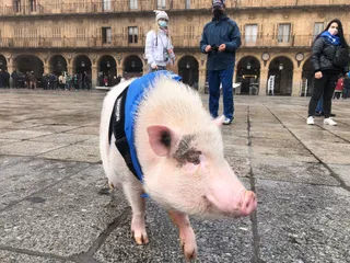 Marcha solidaria para dar visibilidad a la diabetes en Salamanca el 14 de noviembre de 2021. Foto SALAMANCA24HORAS (3)