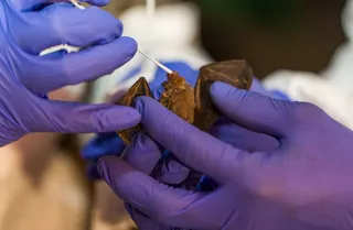 Toma de muestras en un murciélago - Foto de archivo