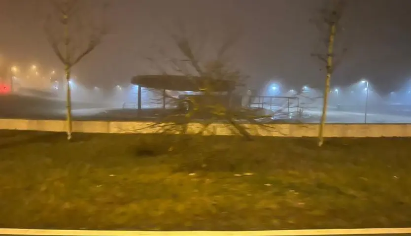 Árbol golpeado por el vehículo en el paseo del progreso. Foto SALAMANCA24HORAS