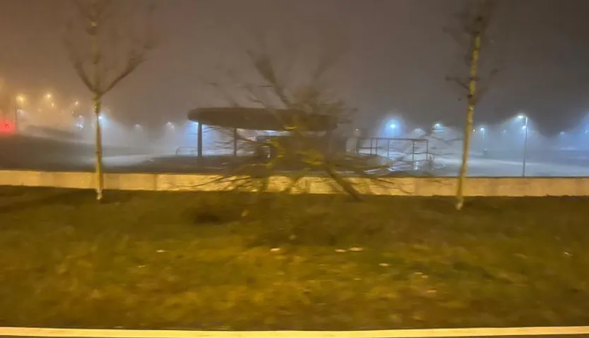 Árbol golpeado por el vehículo en el paseo del progreso. Foto SALAMANCA24HORAS