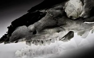 El Certamen de Fotografía Científica Universidad de Salamanca ya tiene ganadores