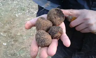 La Armuña y Ciudad Rodrigo, las zonas más propicias de la provincia para el cultivo de trufa negra y blanquilla
