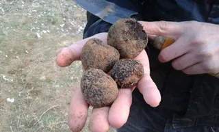 La Armuña y Ciudad Rodrigo, las zonas más propicias de la provincia para el cultivo de trufa negra y blanquilla