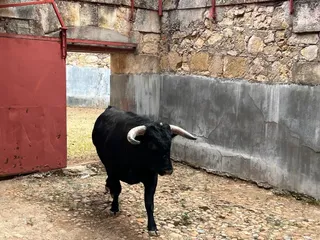 Primer astado de la ganadería de Sánchez y Sánchez para Pablo Hermoso de Mendoza