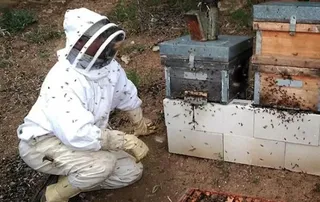 Apicultores