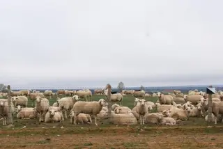Subidas en ibérico y ovino en una Lonja con el cereal estable