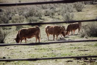 Vacas. Foto EP