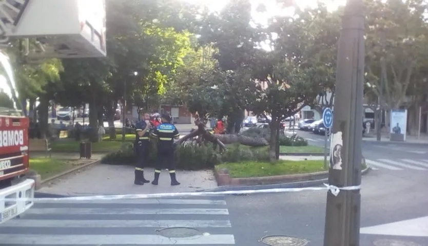 Un árbol se desploma en la plazal del Barrio Vidal (3)