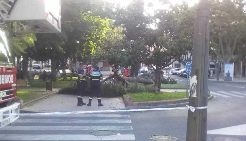 Un árbol se desploma en la plazal del Barrio Vidal (3)