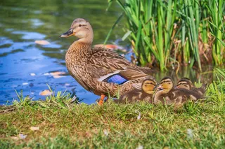 Una familia de patos provoca una cadena de accidentes en Galicia