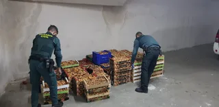 Níscalos Burgo de Osma
