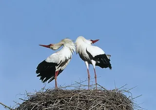 Cigüeña blanca Seo:BirdLife