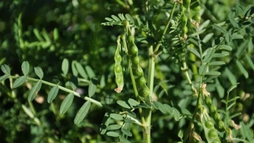 Yero Vicia ervilia