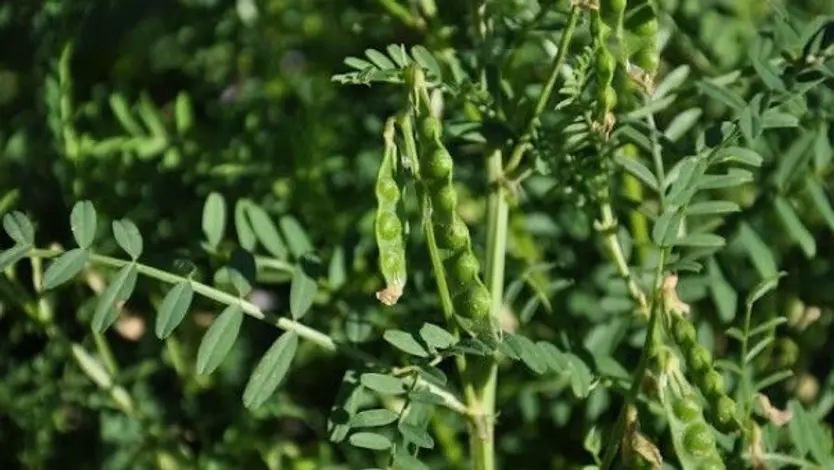Yero Vicia ervilia