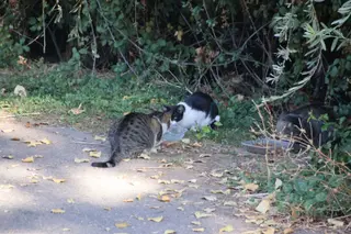 Colonias de gatos en el río en una foto de archivo se SALAMANCA24HORAS