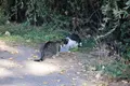 Colonias de gatos en el río en una foto de archivo se SALAMANCA24HORAS