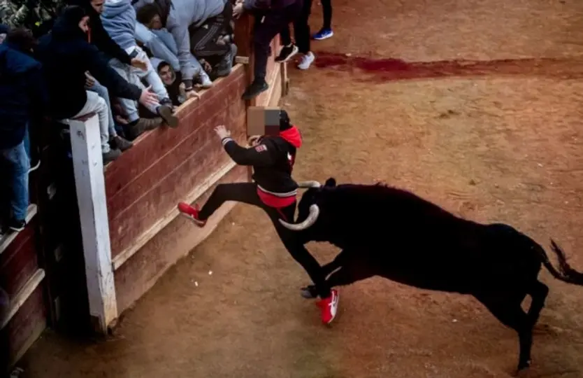 Cogida del varón herido por asta de toro en el muslo durante la capea del sábado por la tarde en Ciudad Rodrigo