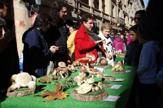 Exposición de setas
