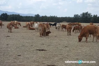 Vacuno carne (21)