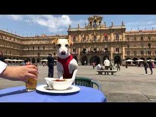 Pipper en Salamanca