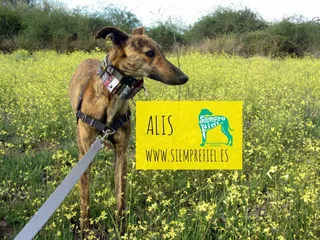 Alis