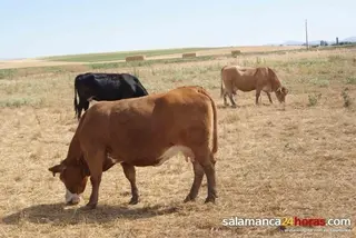 Asaja exige a la Junta más compromisos con el sector ganadero