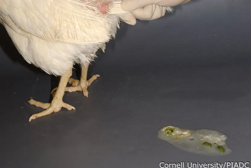 Diarrea en una gallina afectada por la gripe aviar