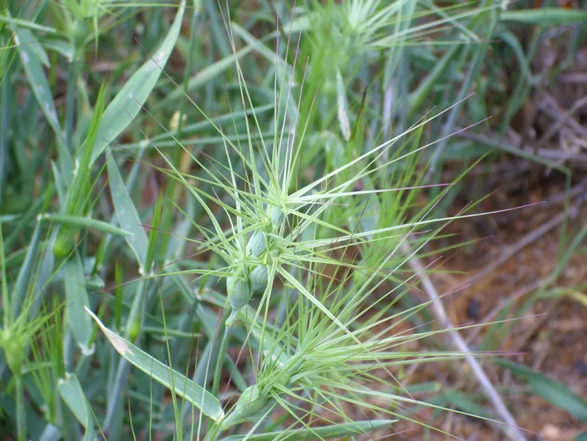 Rompesacos o Aegilops geniculata