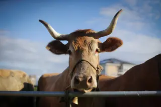 Vaca. EP
