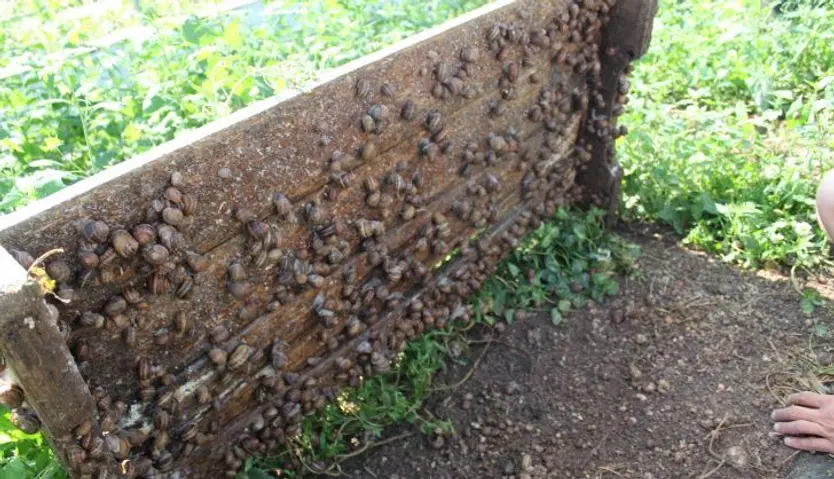 Granja de caracoles en Forfoleda 