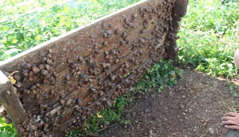 Granja de caracoles en Forfoleda