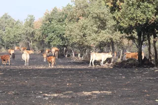 Así han quedado las zonas quemadas durante el incendio de Cipérez | Belén Hurtado