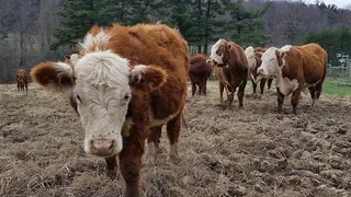 Ganado bovino
