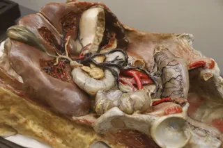 Figuras anatómicas de cera. Departamento de Anatomía e Histologías Humanas de la Universidad de Salamanca. Fotos Andrea M.