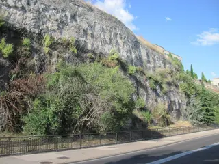 Vegetación (5)