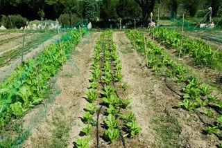 Huertos familiares