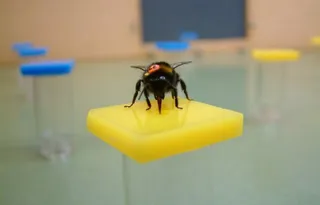 Abejorro sobre una flor artificial durante el estudio. EP