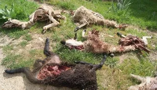 Prorrogado el seguro de responsabilidad de la Administración por daños ocasionados por el lobo