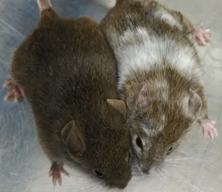 Ratón marrón y su hermano modificado con CRISPR (002)