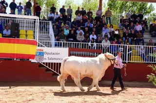 Subasta charolés