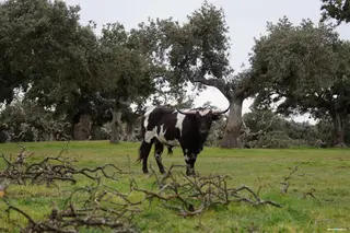 Ganadería Barcial