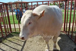 Feria ganadera Ledesma 2017