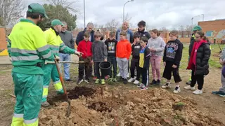Plantación de plátanos en el parque canino